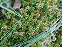 Sphagnum fallax