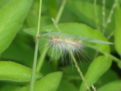 Lepidoptera