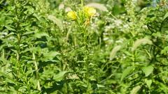 Oenothera