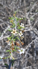 Lycium schweinfurthii