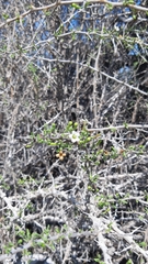 Lycium schweinfurthii