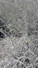 Lycium schweinfurthii