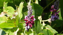 Pueraria montana lobata