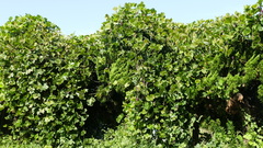 Pueraria montana lobata