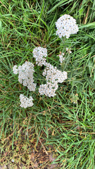 Achillea millefolium