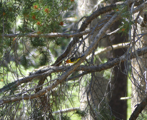 iNaturalist observation photo of Western Tanager