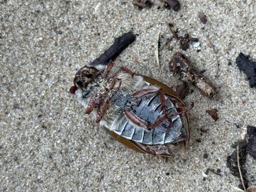 Chestnut cockchafer, Meijendel and Berkheide, Wassenaar, South Holland, NL, photo 7 of 10