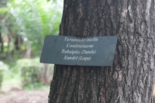 Terminalia mollis image