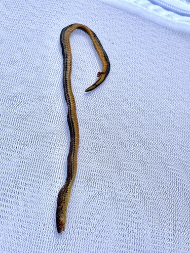 Everett's Reed Snake