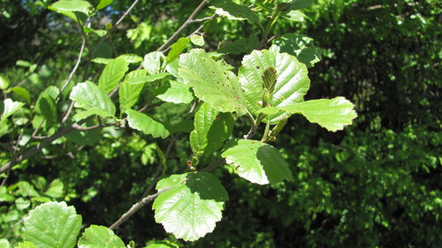 Alnus lusitanica (Alnus lusitanica)