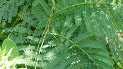 Albizia julibrissin