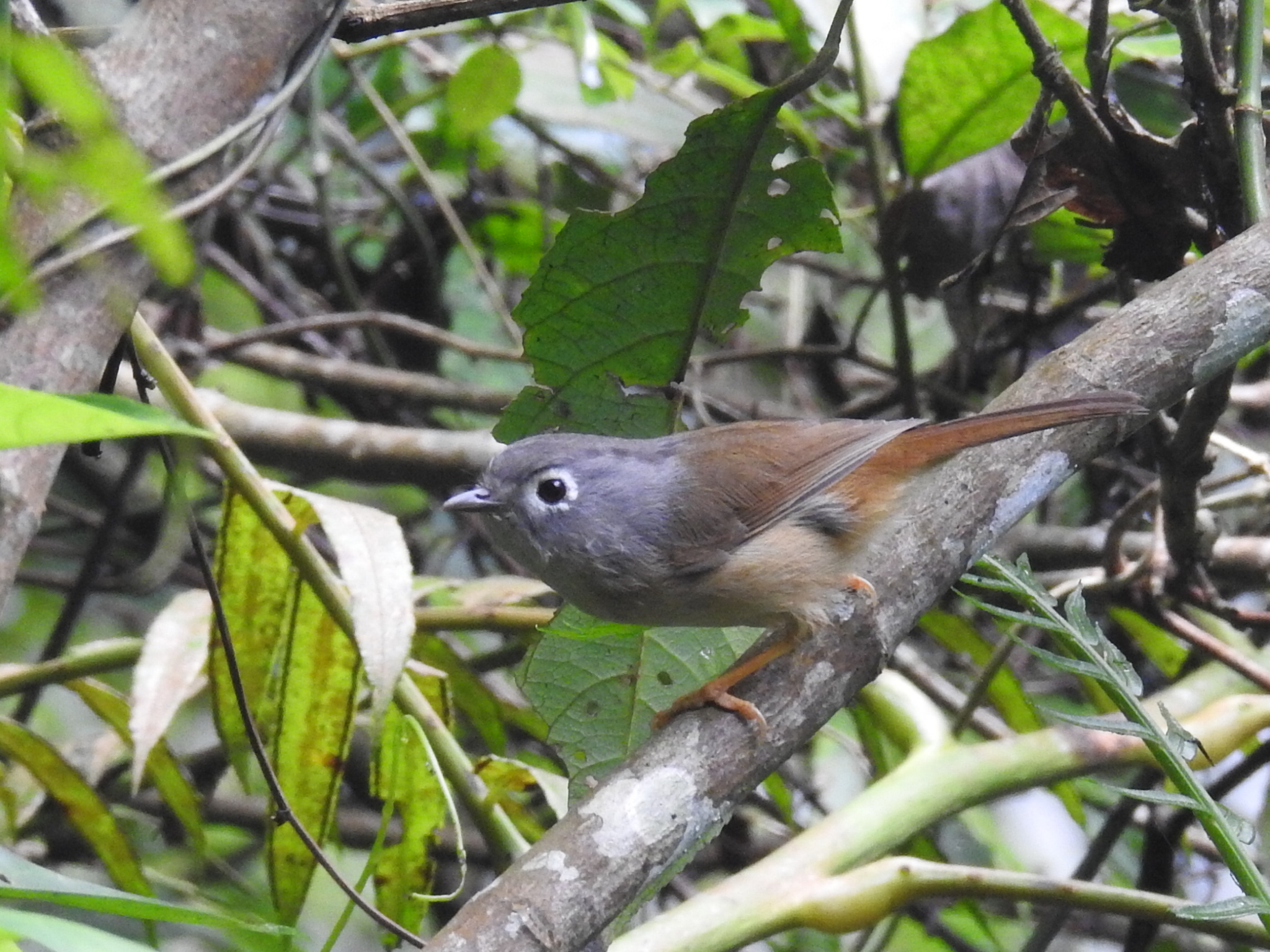Grey-cheeked Fulvetta