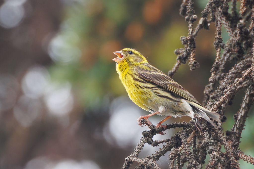 Serin cini