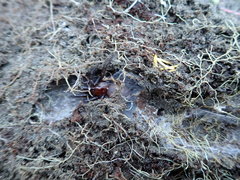 Porrhothele antipodiana