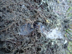 Porrhothele antipodiana