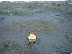 Porrhothele antipodiana