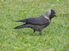 Corvus monedula