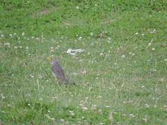 Turdus unicolor