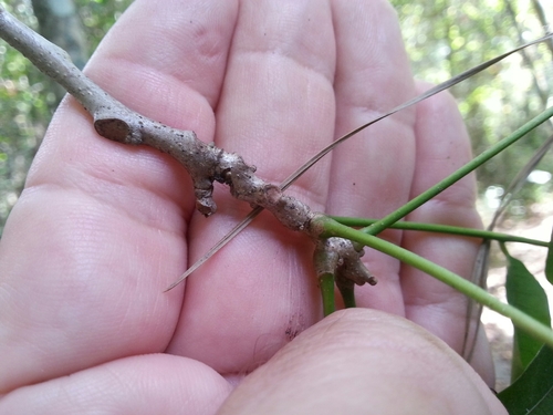 Sapindus saponaria image