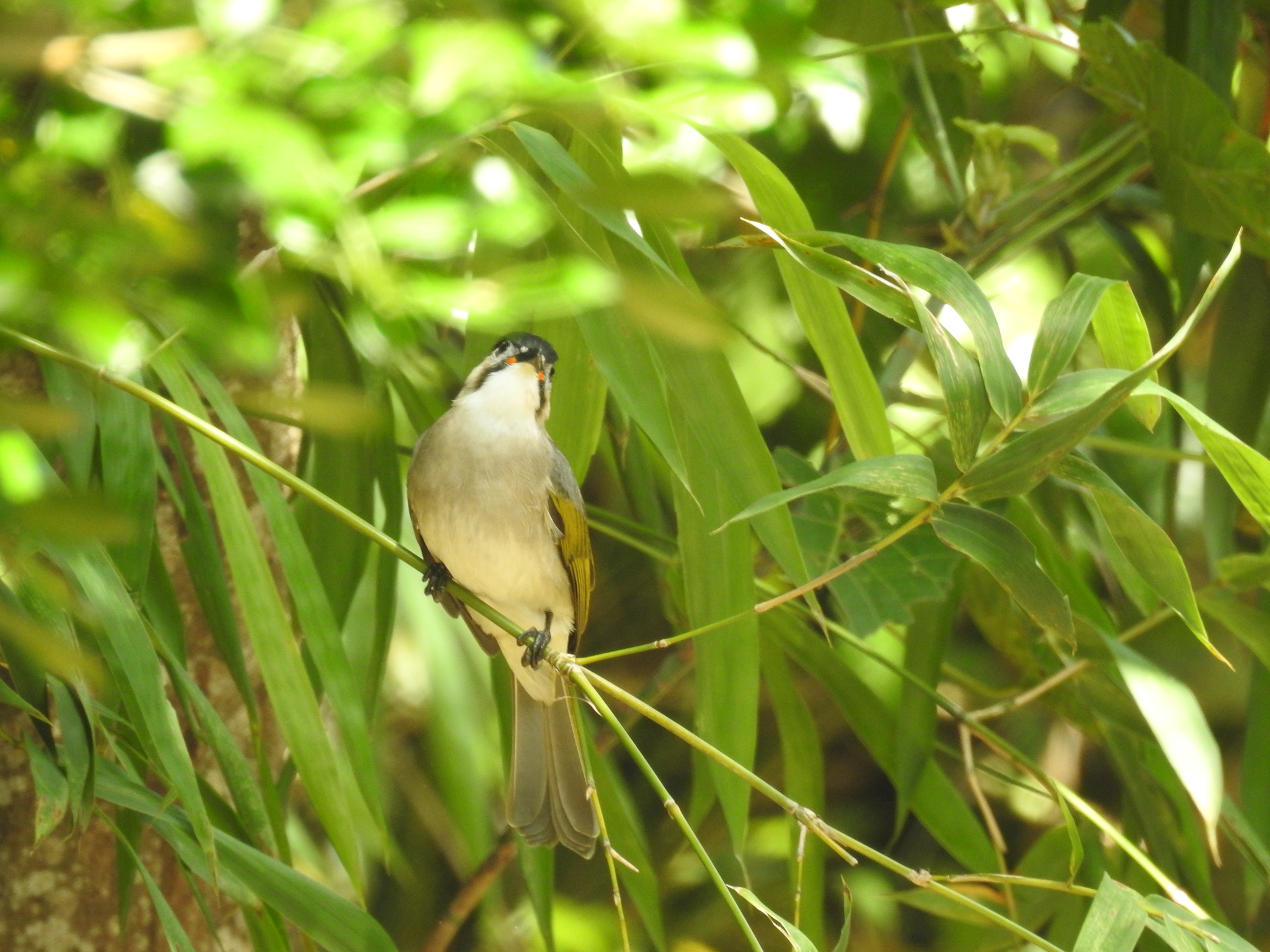 Styan's Bulbul