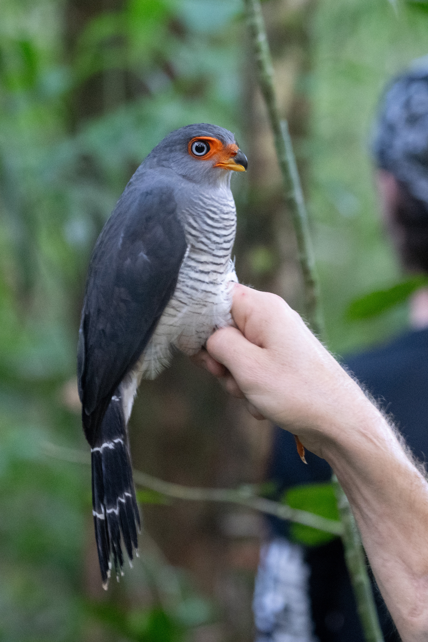 Lined Forest Falcon (Micrastur gilvicollis), photo 1