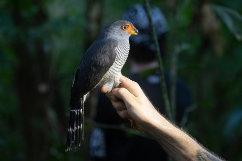 Lined Forest Falcon (Micrastur gilvicollis), photo 4