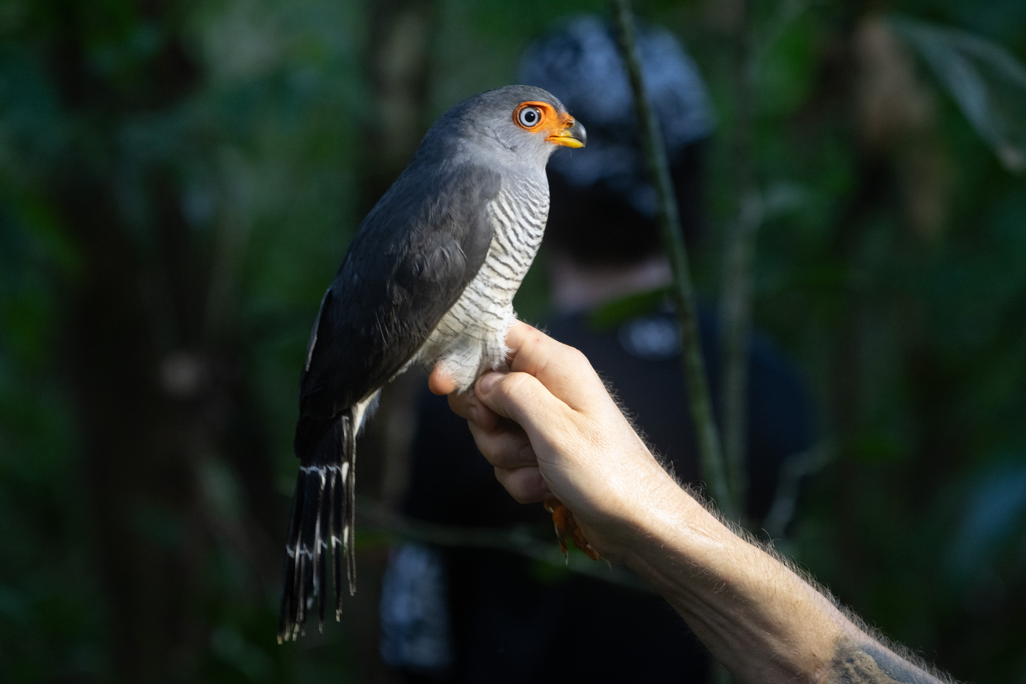 Lined Forest Falcon (Micrastur gilvicollis), photo 2