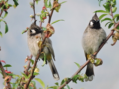 Pycnonotus leucogenys