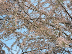 Prunus