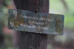 Crossopteryx febrifuga