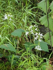 Habenaria crinifera