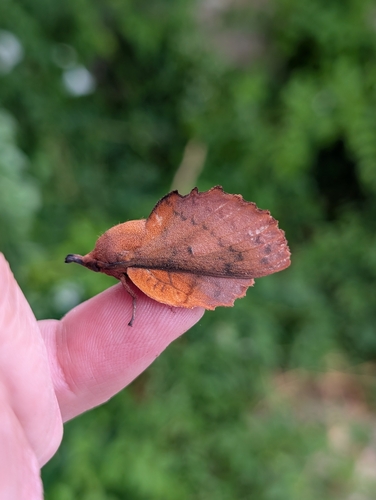 Gastropacha quercifolia