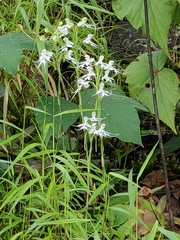 Habenaria crinifera