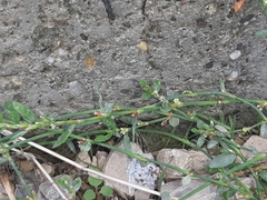 Polygonum aviculare