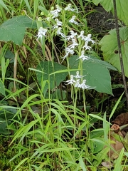 Habenaria crinifera