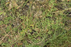 Euphorbia serpens