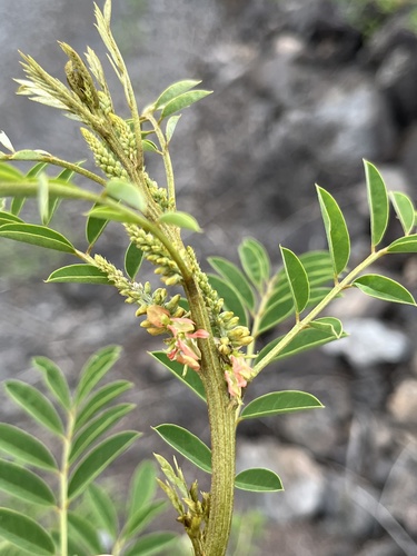 Indigofera suffruticosa observed 2025-07-06