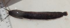 Clarias theodorae