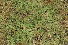 Euphorbia serpens
