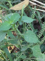 Basilicum polystachyon