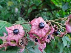 Clerodendrum infortunatum
