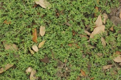 Euphorbia serpens