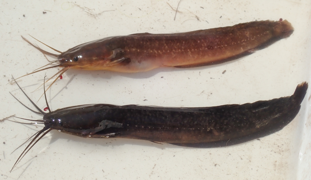 Snake Catfish