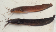 Clarias theodorae