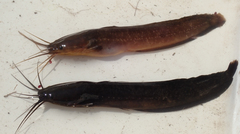 Clarias theodorae