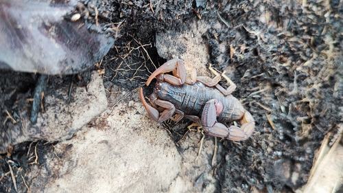 Alligatorback Scorpion