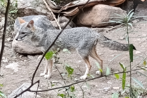 セチュラギツネ