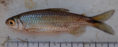 Brycinus lateralis