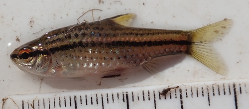 Copperstripe barb (Enteromius multilineatus) — Cyprinidae — 5