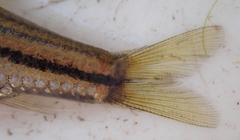 Enteromius multilineatus